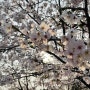 [인천] 인천대공원 - 벚꽃구경