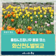 대전 유성구 산책하기 좋은 곳, 알록달록 튤립과 하얀 조팝나무 봄꽃 명소 '화산천&별빛교'