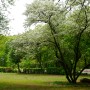 서울대 관악수목원의 봄나들이