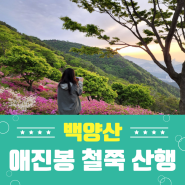 부산 백양산 애진봉 선암사 철쭉 개화 상황 왕초보 등산 코스 일출 산행