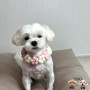 다이소 애견용품, 귀여운 강아지 케이프 사진용으로 굿굿!!
