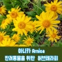 아니카 ARNICA 반려동물을 위한 허브 테라피