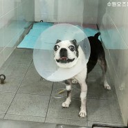 강아지 잇몸에 뭐가 났어요 잇몸종양 구강종양 수술 화성시 병점 동물병원