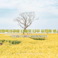 신화역사공원 나 홀로 나무 주변 유채꽃 명소 무료입장