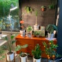 전주꽃집 집들이 개업 선물 추천 전주식물 자이라플랜트