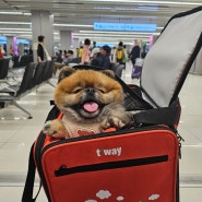 ✈️ 강아지 동반 제주 여행 두 번째 | 김포공항, 티웨이 항공, 티웨이 강아지 가방