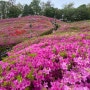 4월 가 볼 만한 봄꽃 축제. 군포 철쭉축제(2024.4.20~28)
