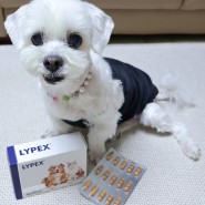 강아지 만성췌장염에 도움을 주는 벳플러스라이펙스 강아지췌장기능보조 영양제