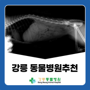 강릉 동물병원 추천 고양이 거대결장수술