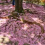 전주 완산칠봉꽃동산 핑크빛 꽃길 걷고 왔어요