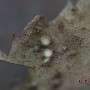 밀생황토종지버섯 - Brunnipila clandestina