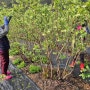 블루베리 재배 블루베리 꽃따기 적화 작업으로 왕특 사이즈 블루베리 만들기