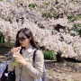 4월 도쿄 벚꽃 일기