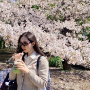 4월 도쿄 벚꽃 일기