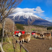 후지산 아래 여유로움이 느껴지는 목장 '카우 리조트 이데보쿠(Cow Resort IDEBOK in 富士山高原)'