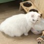 고양이 결석종류, 방광결석의 원인및 증상은?!