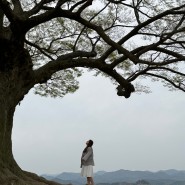 부여 성흥산사랑나무 400년 된 느티나무의 선물, 하트샷 만드는 법