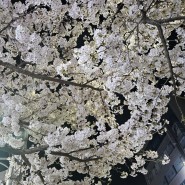[4월 1번째 일상] 벚꽃, 벚꽃, 벚꽃 보는 일상