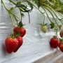 저지마을 농가의 딸기체험