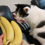 고양이 바나나 과일 주의점