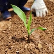 옥수수 심는시기 옥수수재배 TIP