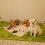 인천반려동물스튜디오 <타타스튜디오> 강아지 고양이 컨셉화보 사진촬영 후기
