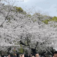 도쿄 벚꽃명소 우에노 공원 (24.04.06)