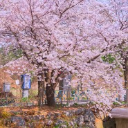 부천 베르네천 벚꽃길 풍경