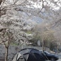 경남 울산 계곡 캠핑장 배내골캠핑장산책로 벚꽃캠핑까지 성공
