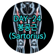 마두피티 DAY-24 봉공근(Sartorius) 마두재활