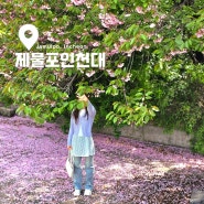 인천 겹벚꽃 명소 인천대학교 제물포캠퍼스 꽃비 내리는중