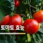 토마토 효능 칼로리 보관법 토마토주스효능