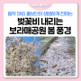 봄 산책 함께해요🌸-벚꽃비 내리는 보라매공원 봄 풍경-