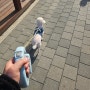 파미고펫 애견용품 추천 산책이 편안한 강아지 올인원 자동리드줄