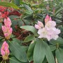 영국의 진달래과 다양한 종류, 다양한 색상과 꽃모양 진달래 야쿠시마눔(Rhododendron yakushimanum)