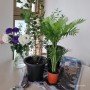식물 일기 | 내가 구입한 관엽 식물 공기정화 식물 유칼립투스 롱롱 테이블 야자나무 실버 레이디 고사리 나무 언박싱