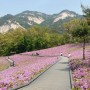 서울 가볼만한 철쭉 명소! 불암산 철쭉동산, 월곡산 오동공원 철쭉 이야기 이모저모