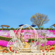 전북 진안 가볼만한곳 5월 꽃잔디동산축제