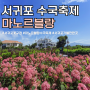 서귀포 꽃구경 마노르블랑 수국축제 기본정보