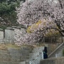 4월 초 일기 : 벚꽃 구경, 학교생활