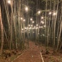 거제 상상산책길 대나무숲산책로 거제도 밤산책하기 좋은곳