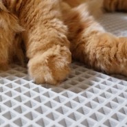 고양이매트 디팡 사막화방지매트 모래매트 후기