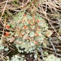 지의류, 이름처럼 작고 예쁜 잔꽃지의(Cladonia pleurota)