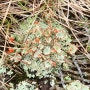 지의류, 이름처럼 예쁜 붉은열매지의(Cladonia coccifera)