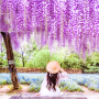오사카 간사이 여행 정보 ｜다시 갈 오사카 간사이 여행 보라색 봄꽃 등나무 꽃 명소는 어때요?