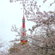 일본 도쿄타워 사진 스팟 조조지와 프린스 시바공원 벚꽃 여행