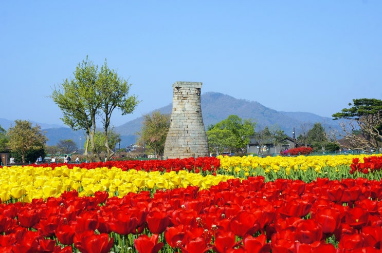 (경주여행) 경주 첨성대 꽃단지 튤립 - 경주 가볼만한 곳