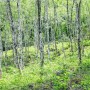 자작나무숲이 아름다운 서후리숲의 4월말 풍경