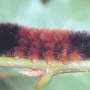 변기 청소솔 같이 생긴 벌레Woolly Bear Caterpillar 미국