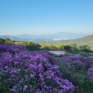 <경남 산청>산청황매산철쭉제